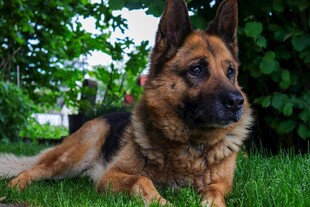 德国牧羊犬休憩于绿草地