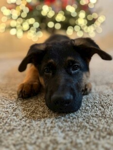 趴着的可爱幼犬