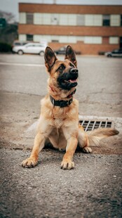 帅气德国牧羊犬坐地休憩