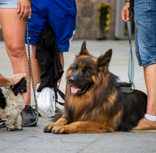 休息的德国牧羊犬