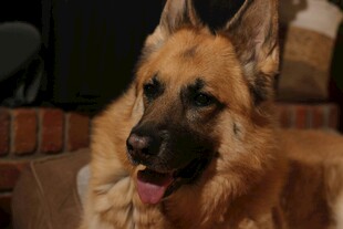 可爱德国牧羊犬吐舌卖萌