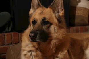 威武德国牧羊犬特写