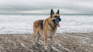 海边站立的帅气德国牧羊犬
