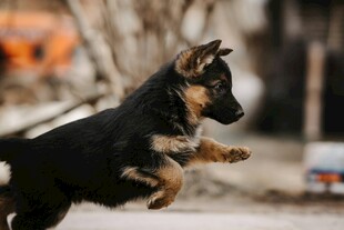 跳跃的德国牧羊犬幼犬