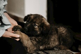 人与幼犬温馨互动瞬间