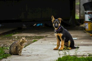 狗狗与猫咪的奇妙对视