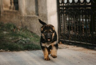 德国牧羊犬于户外行走