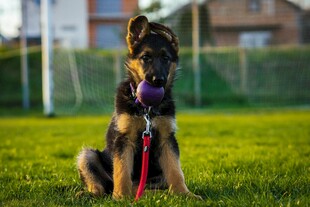 草地上帅气的德国牧羊犬