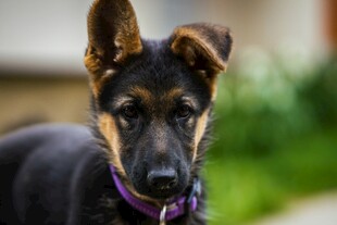 可爱黑棕相间德国牧羊犬