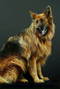 坐立的德国牧羊犬