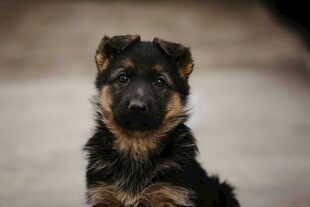 可爱德国牧羊犬幼犬