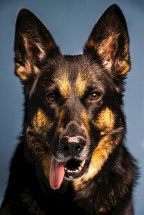 可爱德国牧羊犬吐舌卖萌