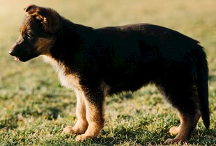 站立的德国牧羊犬