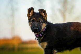 户外可爱德国牧羊犬