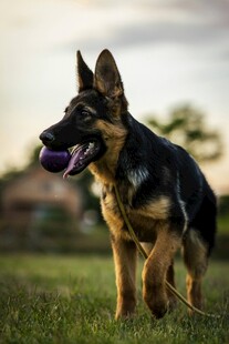 德国牧羊犬在草地奔跑