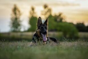 夕阳下草地上的德国牧羊犬