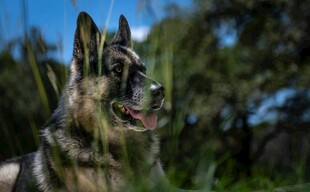 户外的德国牧羊犬