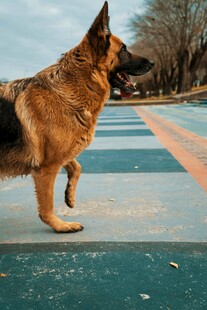 德国牧羊犬在户外行走