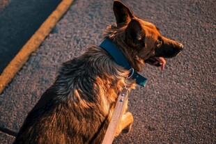 路边的德国牧羊犬