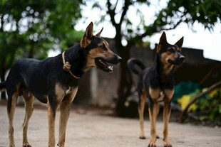 两只威武的德国牧羊犬