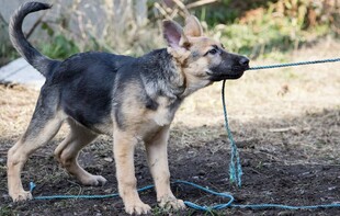 可爱德牧幼犬被绳牵引