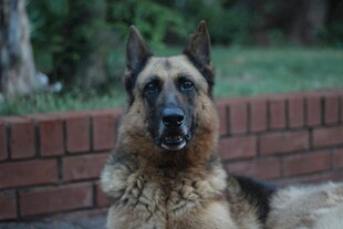 威武的德国牧羊犬坐立