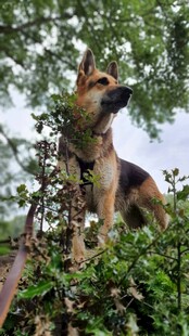 警犬在绿植间执行任务
