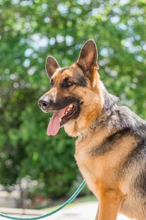 德国牧羊犬户外可爱模样