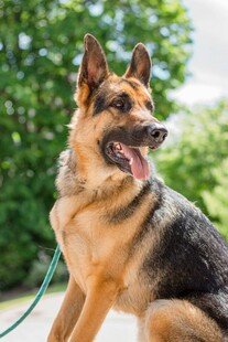 帅气德国牧羊犬户外写真