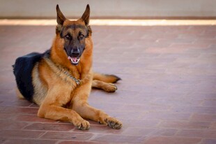 德国牧羊犬趴地休憩