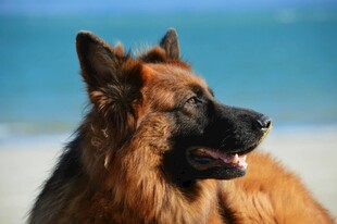 沙滩上的德国牧羊犬