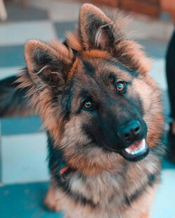 可爱德国牧羊犬萌态十足