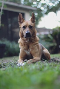 草地上的德国牧羊犬