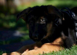 趴卧草地的可爱黑毛幼犬