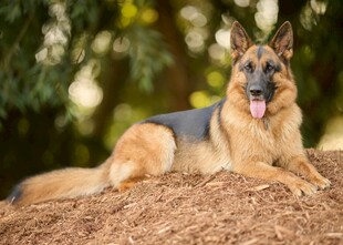 德国牧羊犬趴卧在土堆上