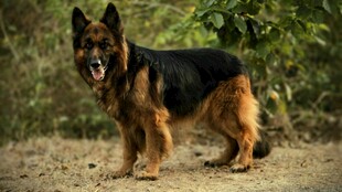 站立的德国牧羊犬