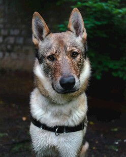 帅气德国牧羊犬户外特写