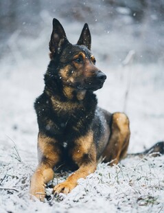 雪地中的德国牧羊犬