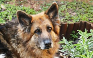 德国牧羊犬于绿植间静卧