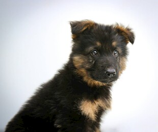 可爱德国牧羊犬幼犬