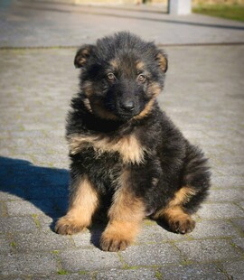 可爱德国牧羊犬幼犬