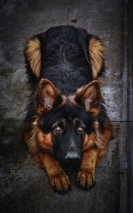 趴着的德国牧羊犬