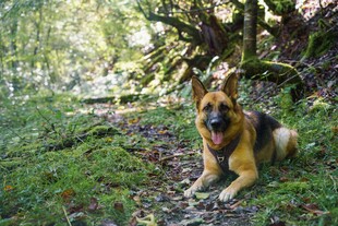林间休憩的德国牧羊犬