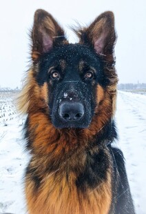 雪地中的德国牧羊犬