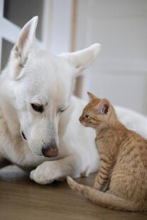 猫狗亲昵互动瞬间