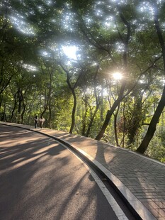 林间阳光洒落的蜿蜒小路