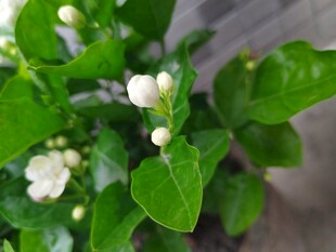 茉莉花