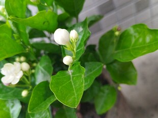 茉莉花