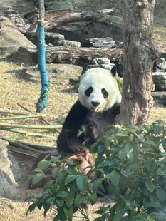 大熊猫