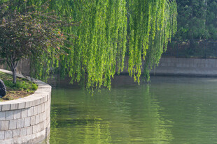 垂柳拂岸碧波荡漾的美景